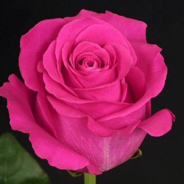 Букет из 25 роз "Pink floyd" - фото 2