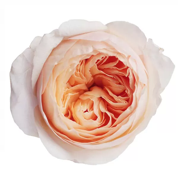 Букет роз Дэвида Остина "Джульетт" - фото 2