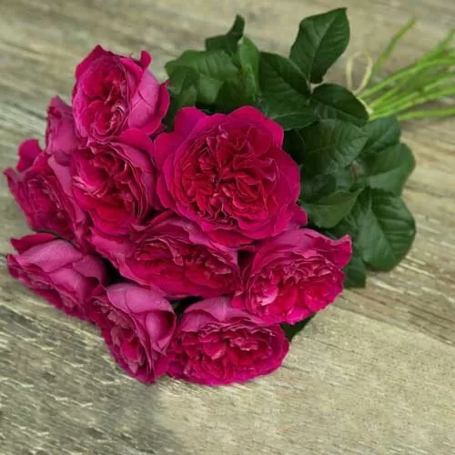 Букет роз от Дэвида Остина "Кэйт" - фото 1