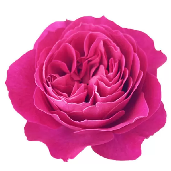 Букет роз от Дэвида Остина "Кэйт" - фото 2