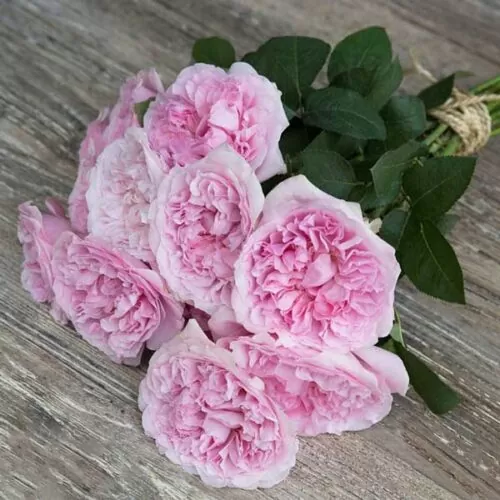 Букет роз от Дэвида Остина "Миранда" - фото 1
