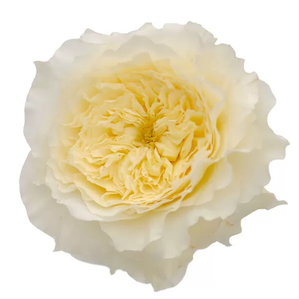 Букет роз от Дэвида Остина "Патинс" - фото 2