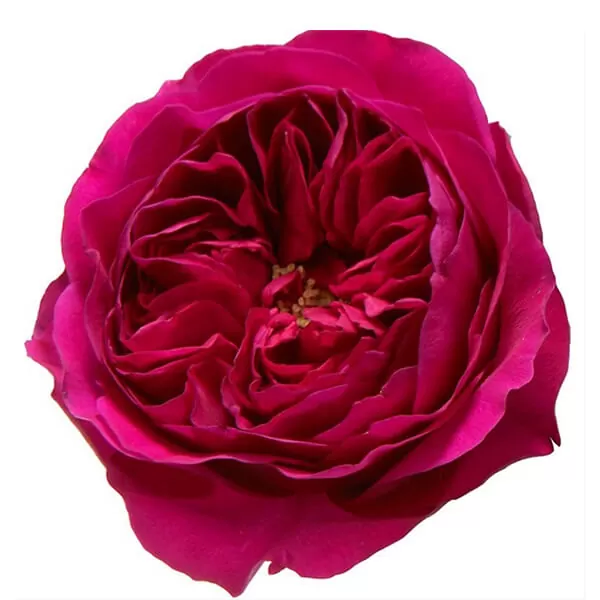 Букет роз Дэвид Остин "Дарси" - фото 2