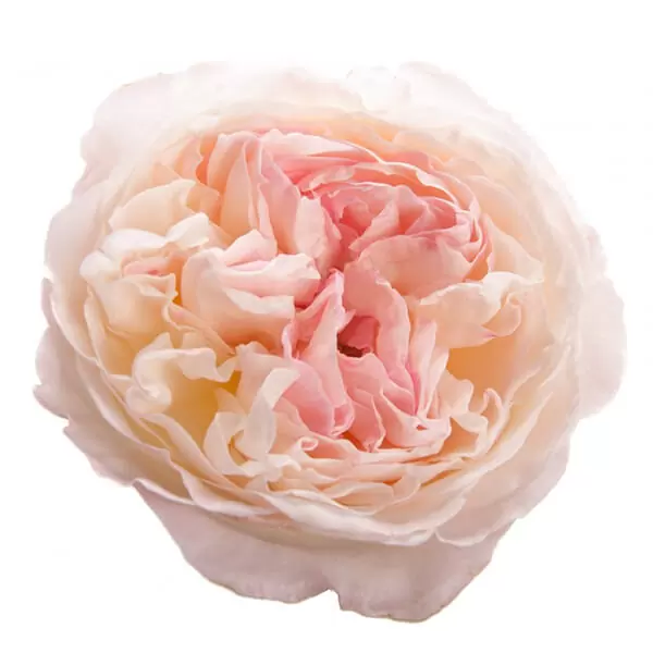 Букет роз от Дэвида Остина "Кейра" - фото 2