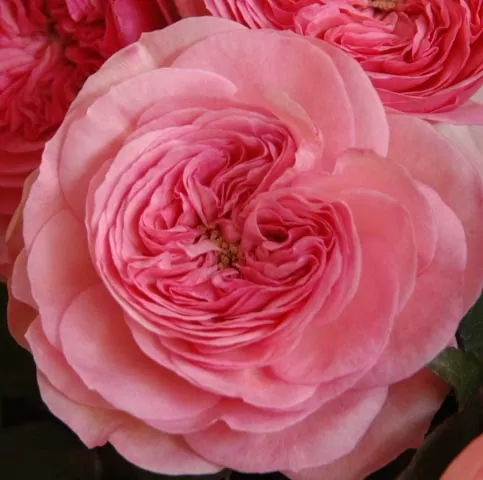 Букет роз от Дэвида Остина "Мария Тереза" - фото 2