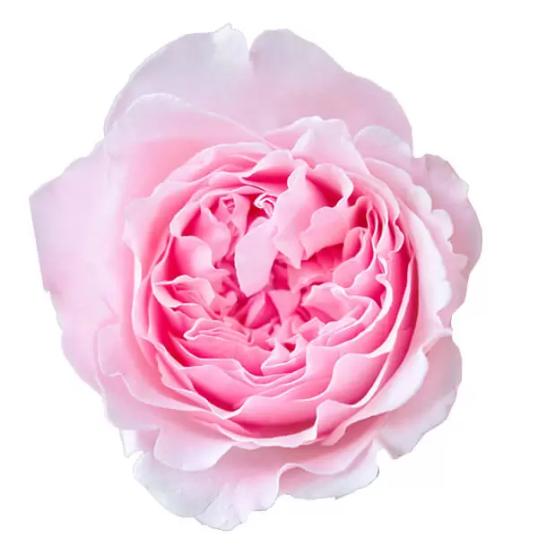 Букет роз от Дэвида Остина "Миранда" - фото 2