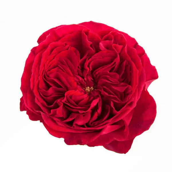 Букет роз от Дэвида Остина "Тесс" - фото 2