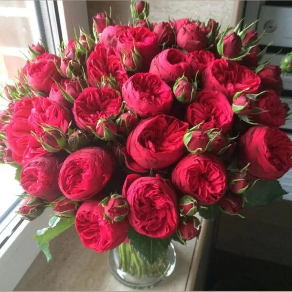 Букет английских красных пионовидных роз - фото 2