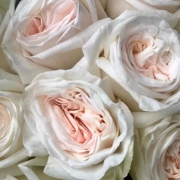 Букет ароматных нежных пионовидных роз - фото 2