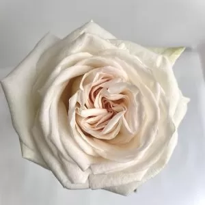 Ароматная роза сорта Ohara в корзине - фото 3