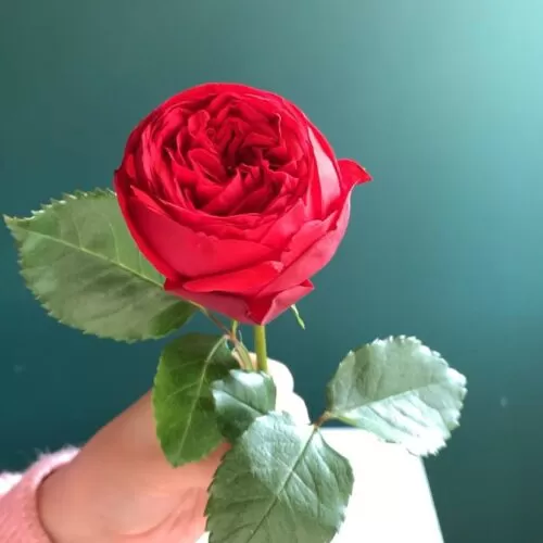 Красные пионовидные розы поштучно - фото 1