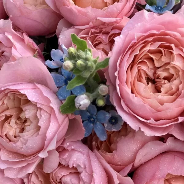 Яркие кустовые пионовидные розы "Rovena"с голубым оксипеталумом - фото 2